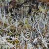 whiteworm-lichens-thamnolia-