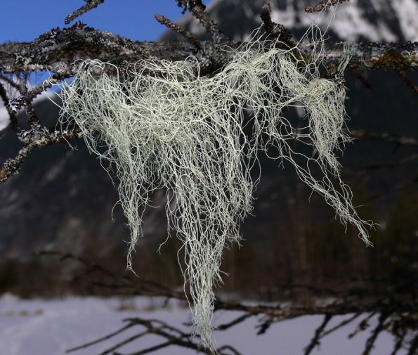 witch-s-hair-lichen-alectoria-