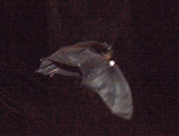 bat-in-flight-1