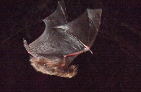 bat-in-flight-2