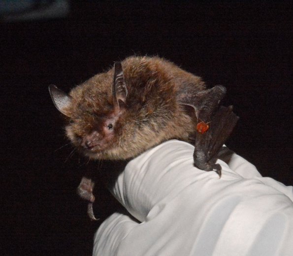 bat-in-hand-with-bug