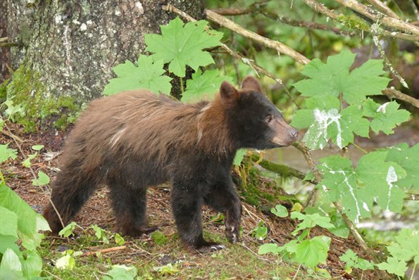 Black-Bear-at-ISO-1600