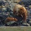 Brown-Bear-2-with-cub-Glacier-Bay