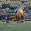 Brown-Bear-with-cub-Glacier-Bay