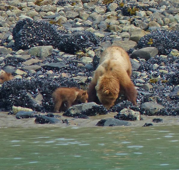 Brown-Bear-with-cub-Glacier-Bay