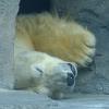 Polar-Bear-2-Alaska-Zoo-sleeping