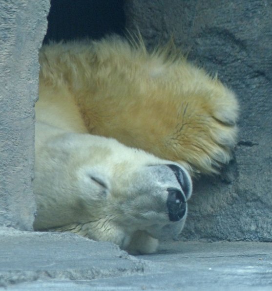 Polar-Bear-2-Alaska-Zoo-sleeping