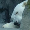 Polar-Bear-Alaska-Zoo-sleeping