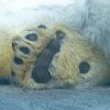 Polar-Bear-hind-foot-Alaska-Zoo
