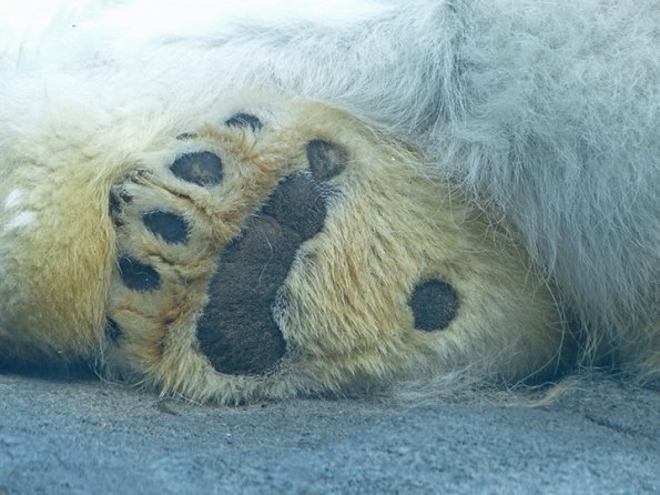 Polar-Bear-hind-foot-Alaska-Zoo