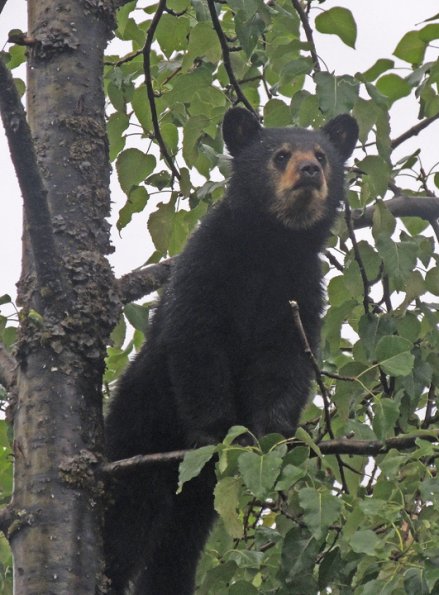 black-bear-1-year-old-in-the-rain