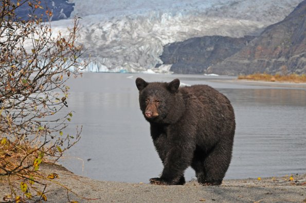 black-bear-and-glacier-modified