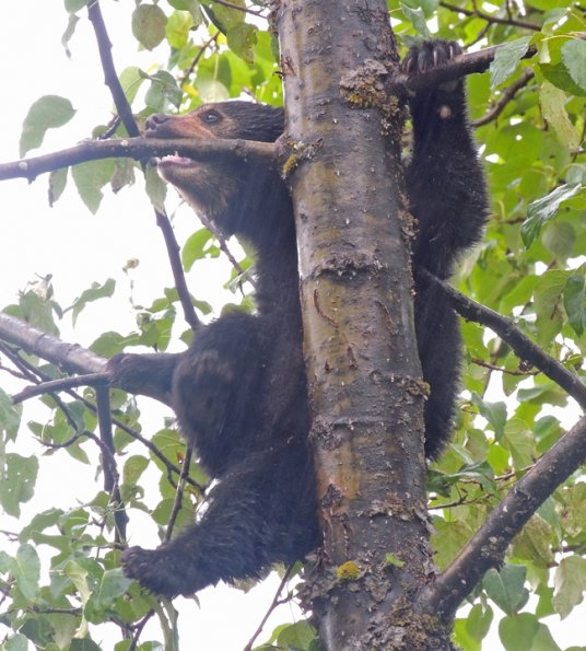 black-bear-cub-in-the-rain