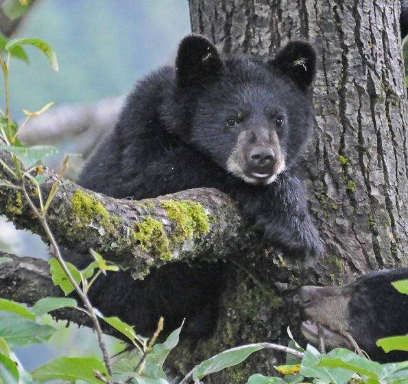 black-bear-cub-in-tree-looking