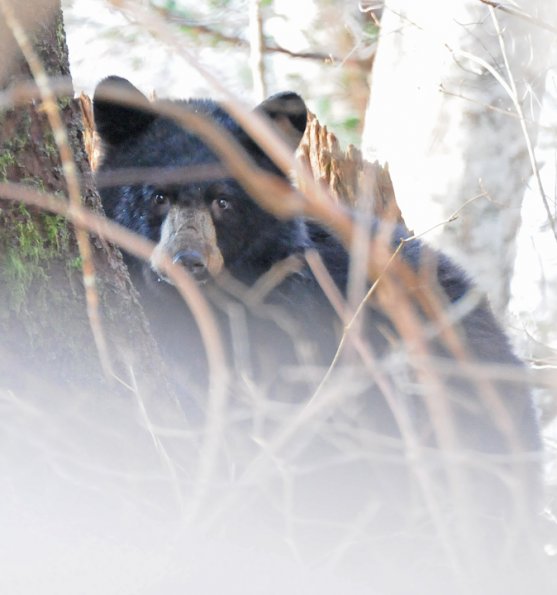 black-bear-december-21-2012-juneau