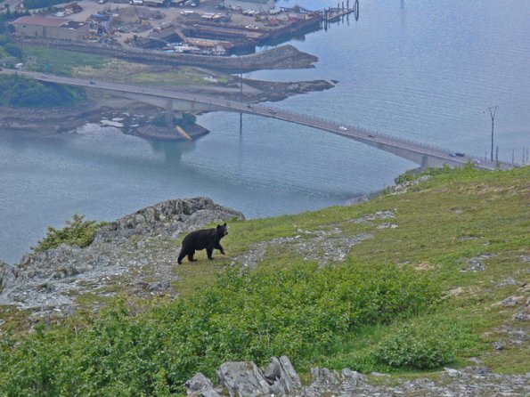 black-bear-in-alpine-over-juneau