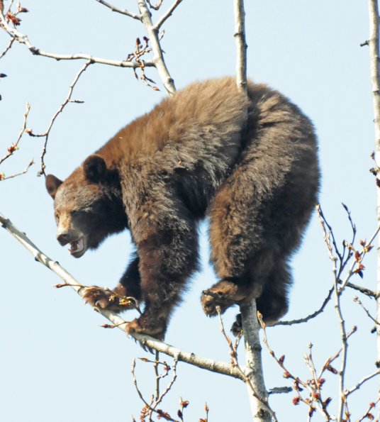 black-bear-in-cottonwood-tree-2