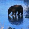 black-bear-looking-at-fish-under-ice