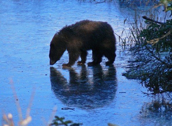 black-bear-looking-at-fish-under-ice