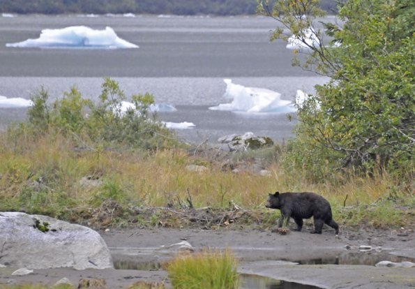 black-bear-old-with-icebergs