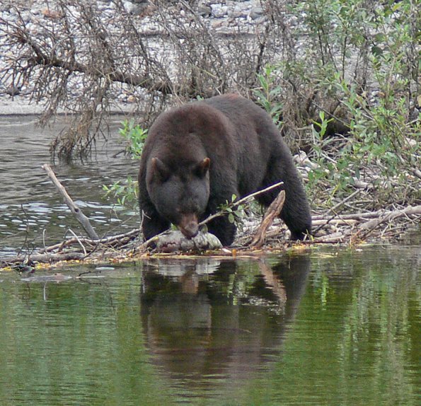 black-bear-on-beaver-dam-with-fish