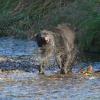 black-bear-shaking-water-off