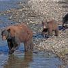 black-bear-sow-with-cubs