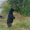 black-bear-standing