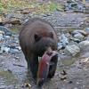 black-bear-with-coho-salmon