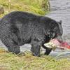 black-bear-with-sockeye-salmon-2