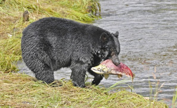 black-bear-with-sockeye-salmon-2
