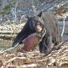 black-bear-with-sockeye-salmon_1375924890