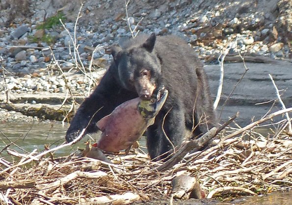 black-bear-with-sockeye-salmon_1375924890