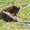 black-bear-young-with-salmon-carcass