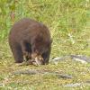 black-bear-youngster-eating-rotten-salmon