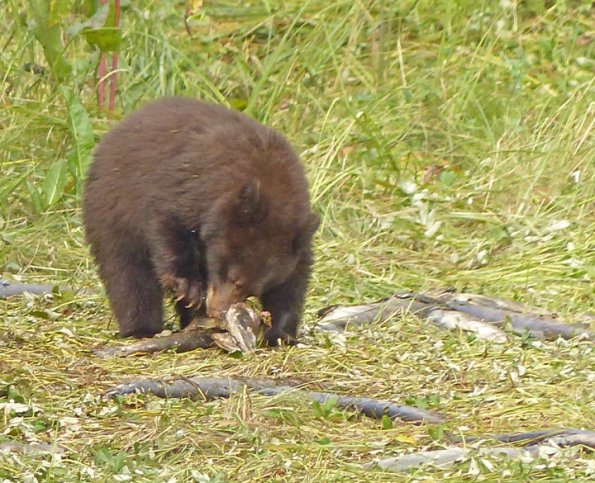 black-bear-youngster-eating-rotten-salmon
