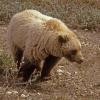 brown-bear-1-in-denali-n.p.