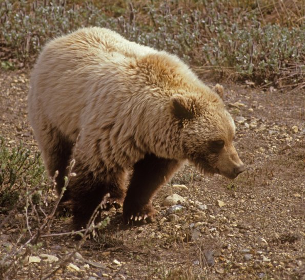 brown-bear-1-in-denali-n.p.