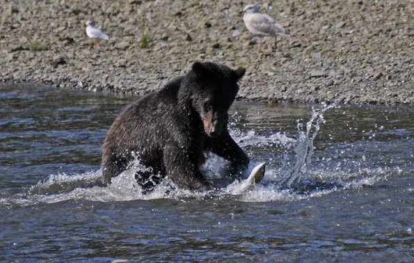 brown-bear-2-after-pink-salmon-in-pack-creek
