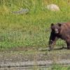 brown-bear-2-at-pack-creek