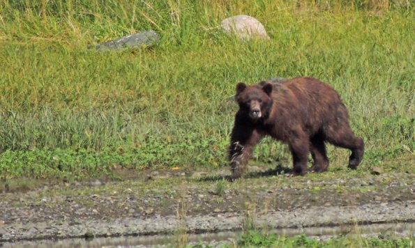 brown-bear-2-at-pack-creek