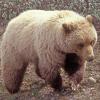brown-bear-2-in-denali-n.p.