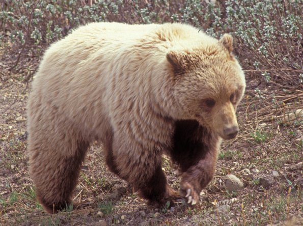 brown-bear-2-in-denali-n.p.