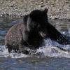 brown-bear-after-pink-salmon-in-pack-creek