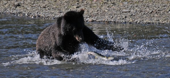 brown-bear-after-pink-salmon-in-pack-creek