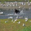 brown-bear-and-gulls-at-pack-creek