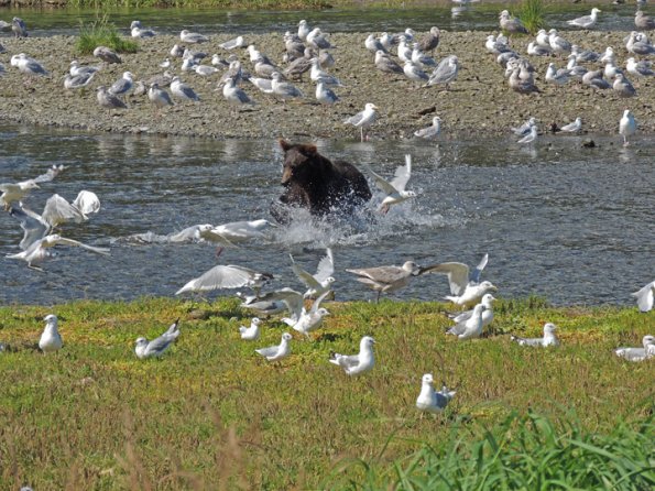 brown-bear-and-gulls-at-pack-creek