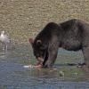 brown-bear-eating-salmon-at-pack-creek