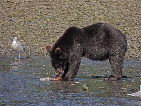 brown-bear-eating-salmon-at-pack-creek
