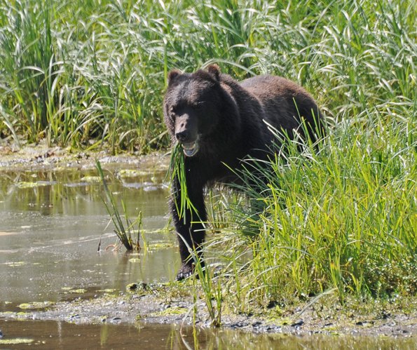 brown-bear-eating-sedges-at-pack-creek